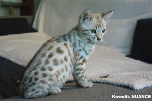 chaton bengal seal mink